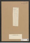 Diatomeae indet. Zeichnungen Sammlung Grunow Nr. 6076 (NHMW-BOT-W0374594)